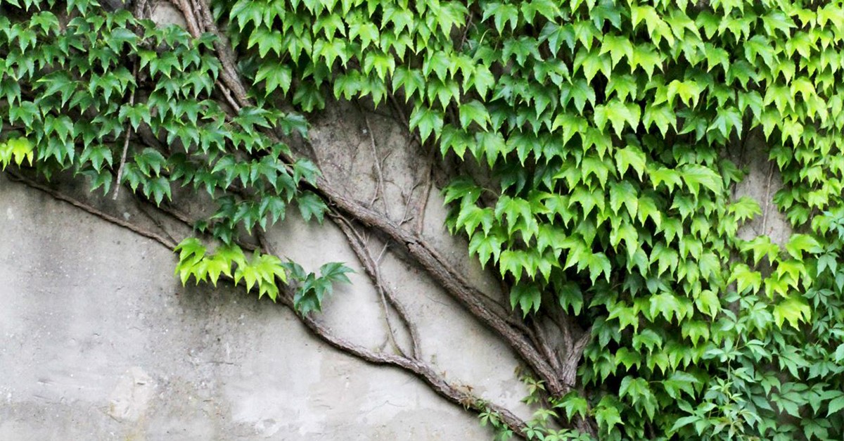 Cement wall with ivy vine.
